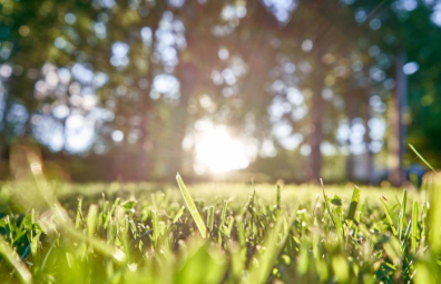 What makes buffalo grass a smart choice for modern family backyards?